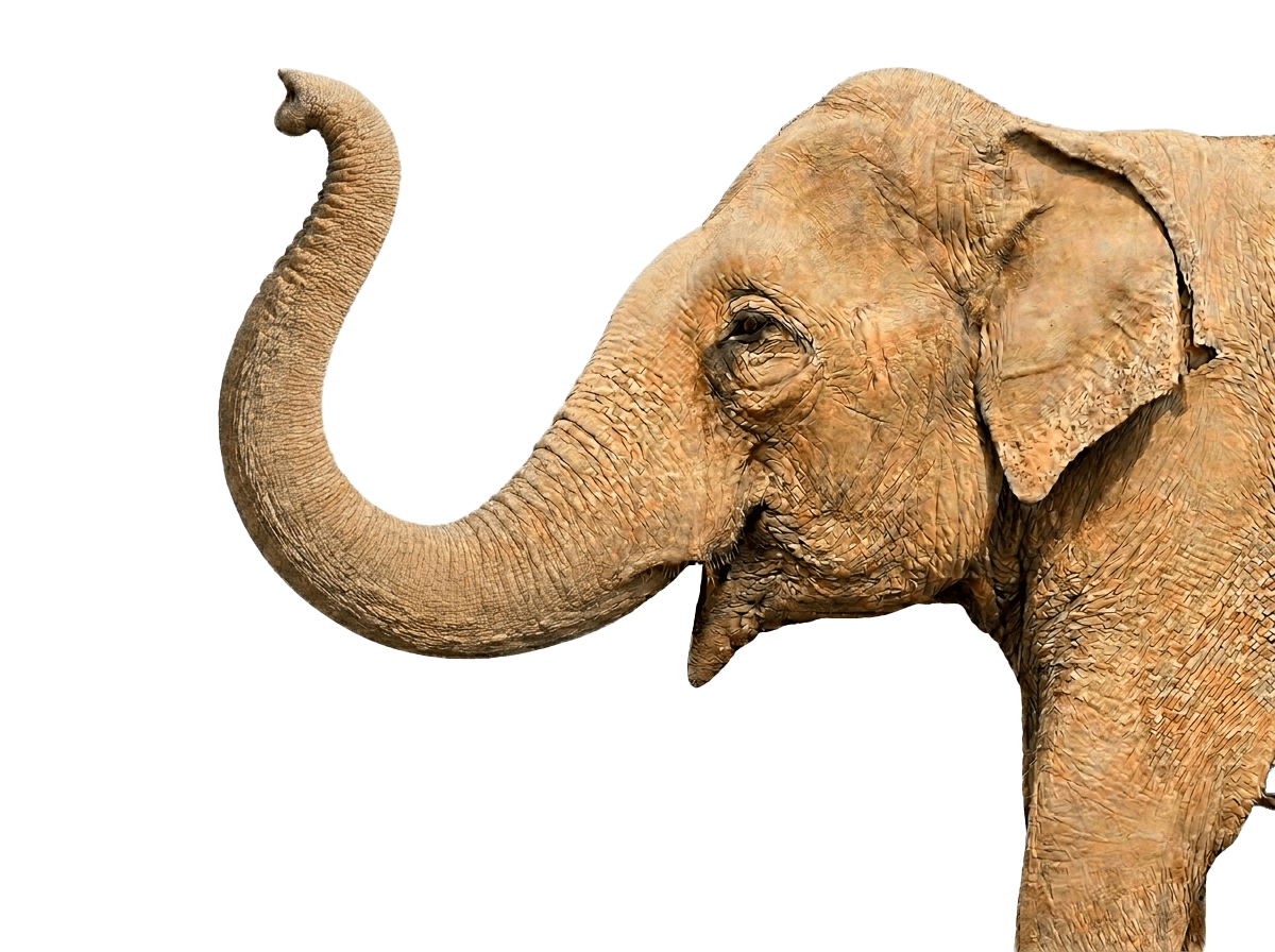 Elephant encounter on safari
