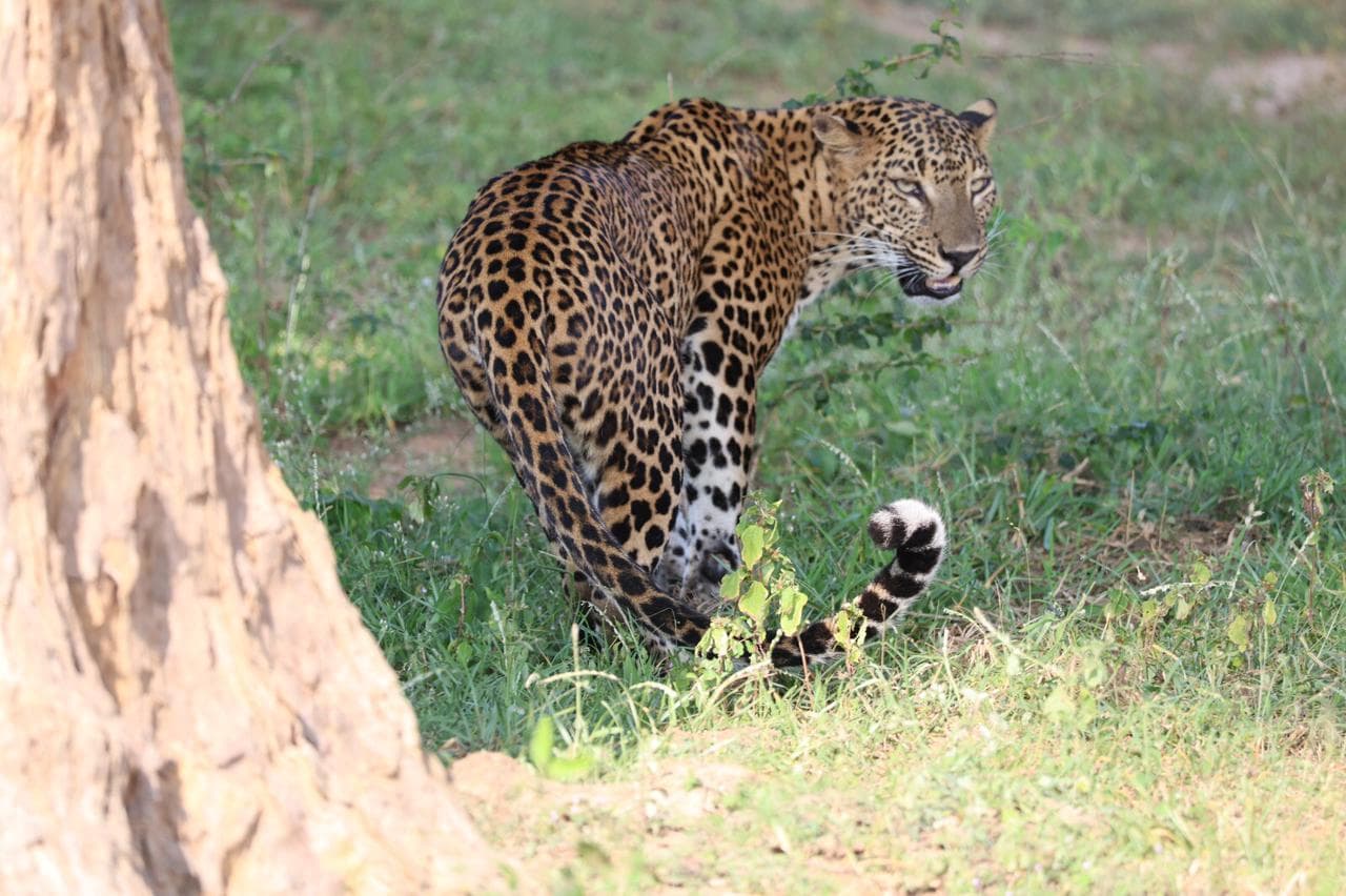Safari moment 3