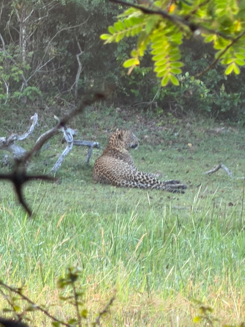 Safari moment 4