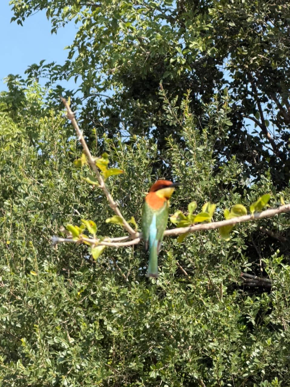 Safari moment 7