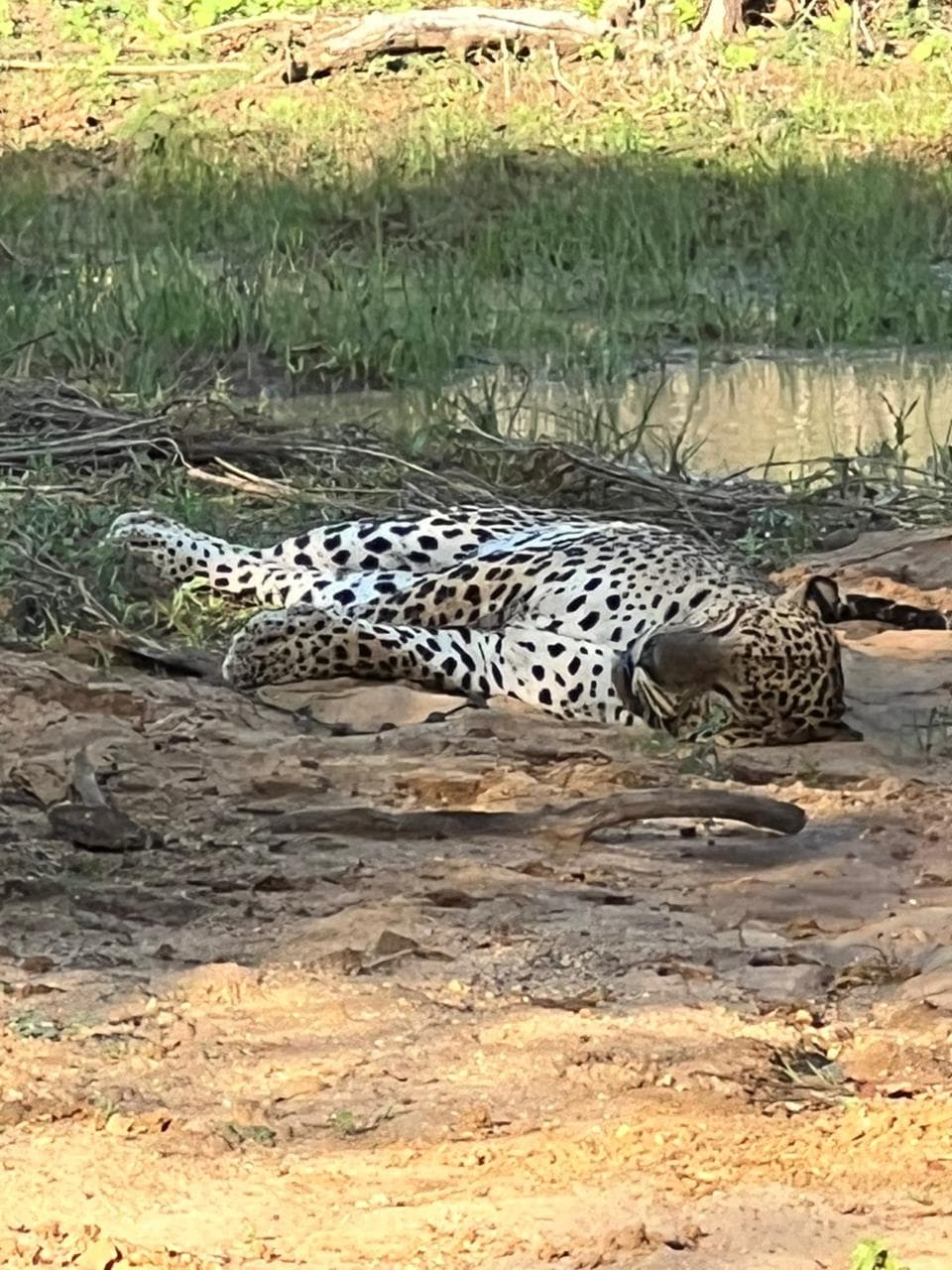 Safari moment 8