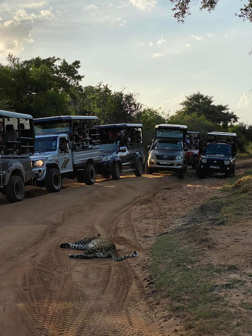 Safari moment 10