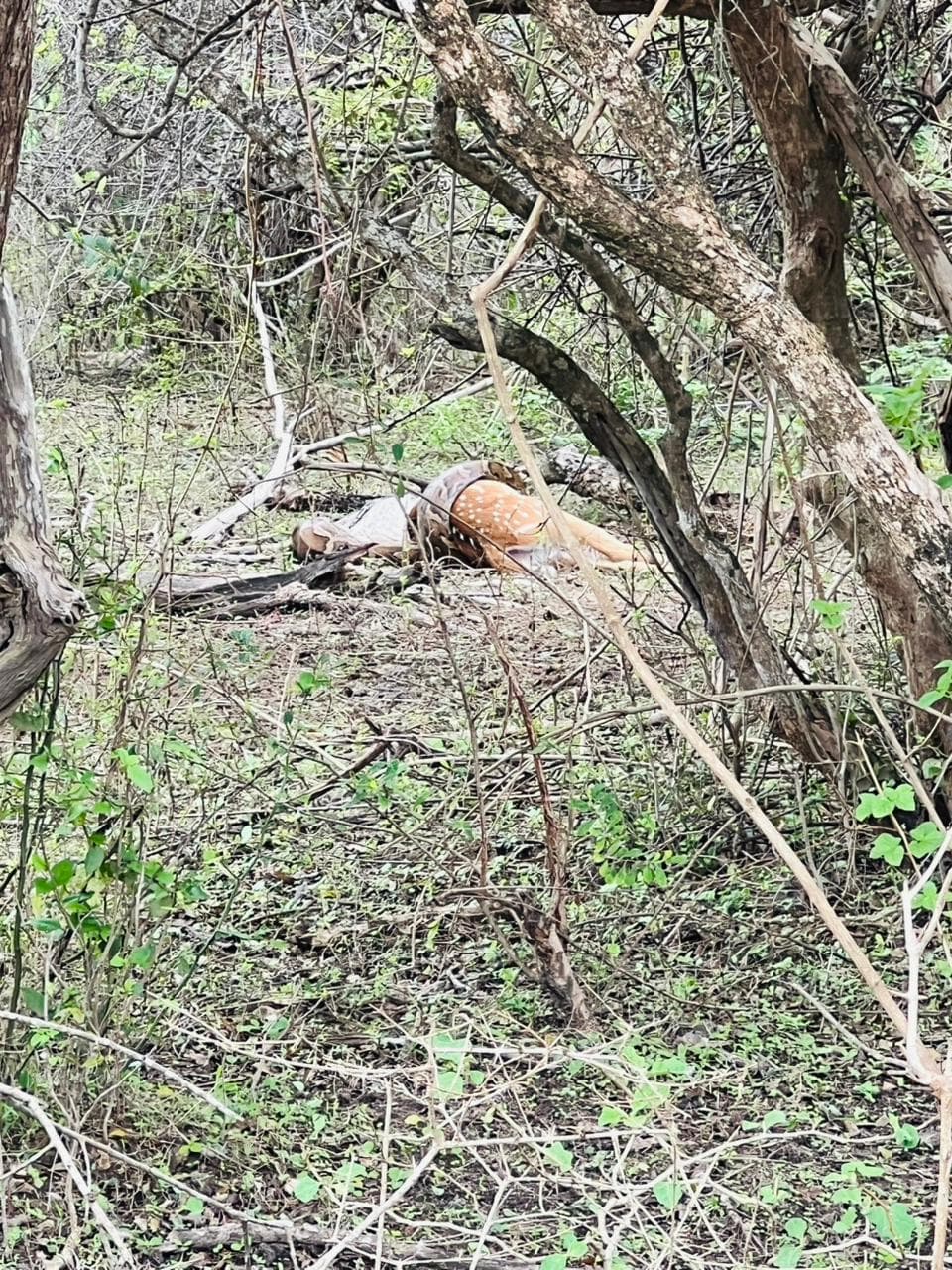 Safari moment 13