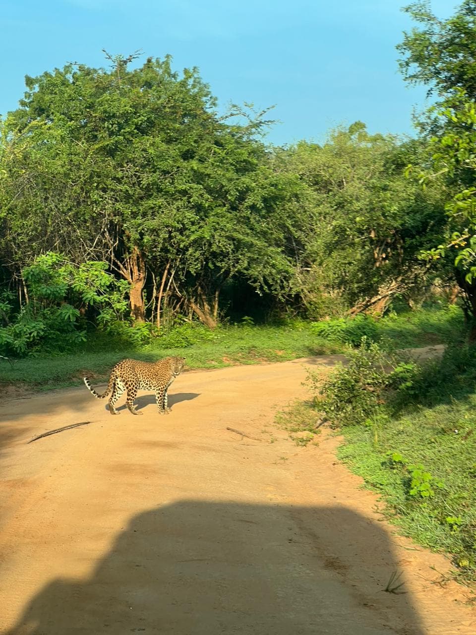 Safari moment 14
