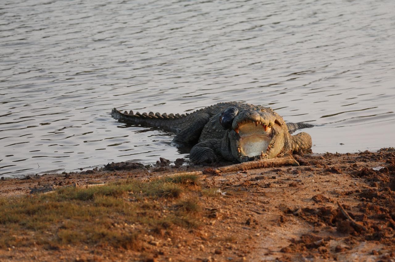 Safari moment 16