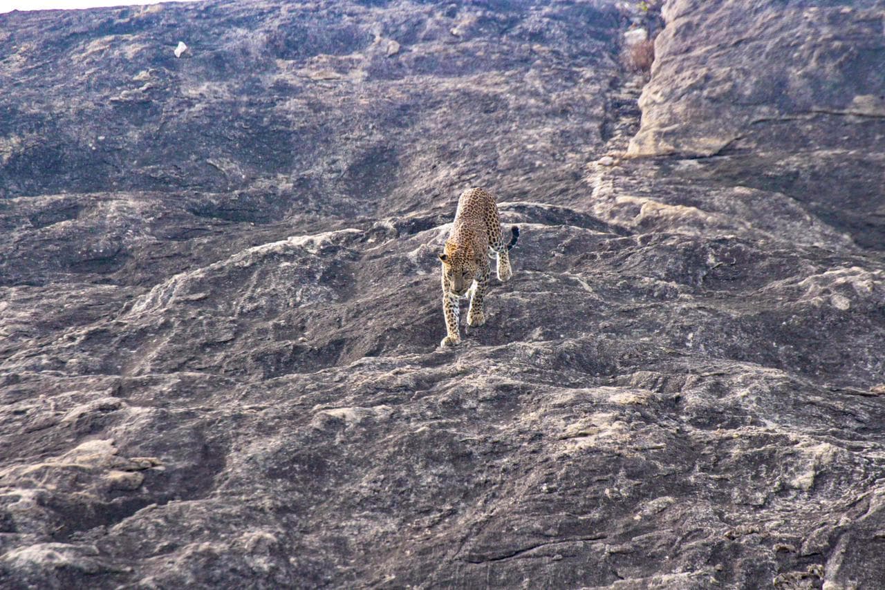 Safari moment 17