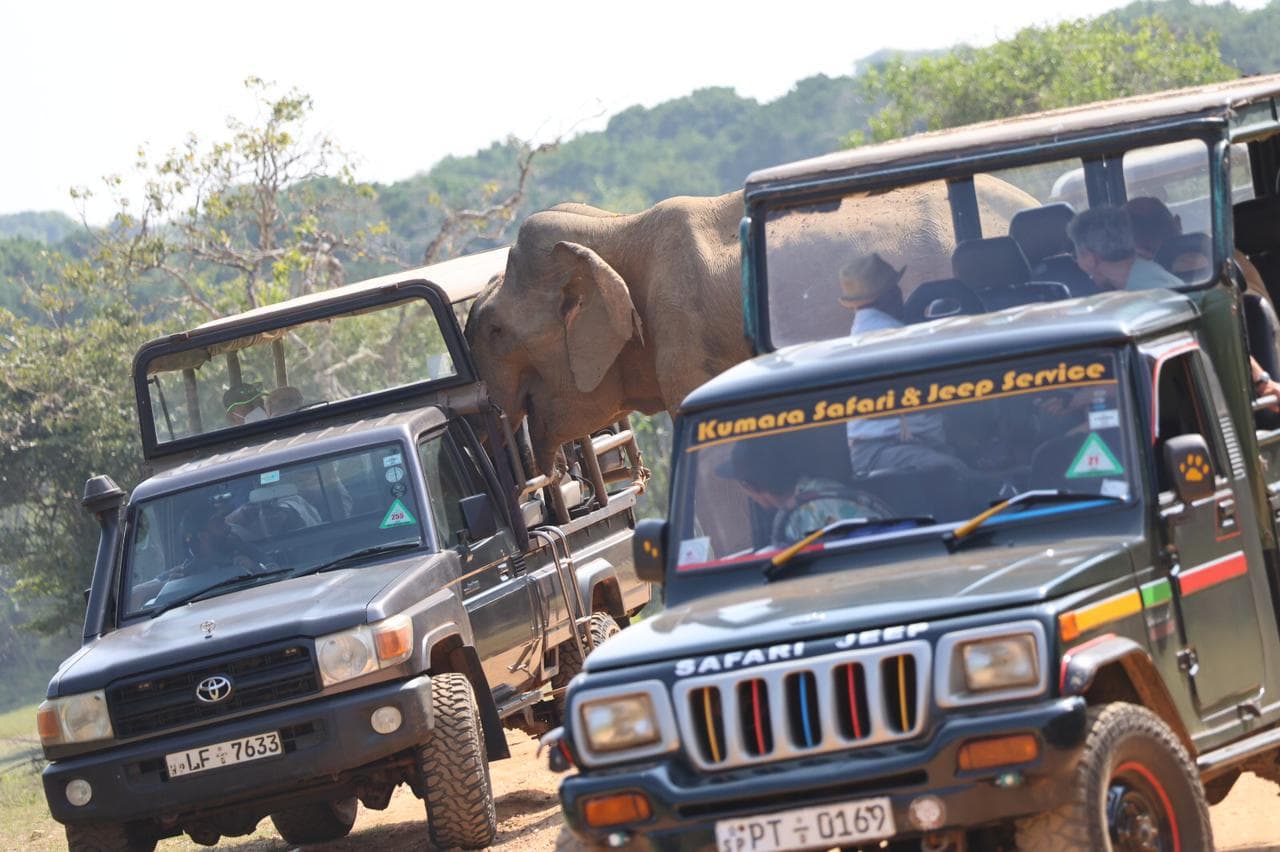 Safari moment 18