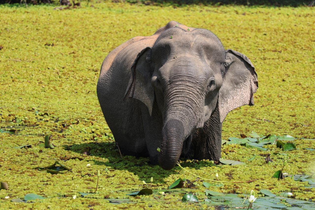 Safari moment 19
