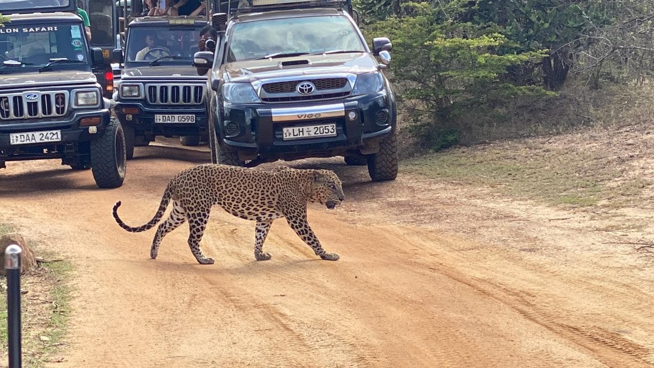 Safari moment 20
