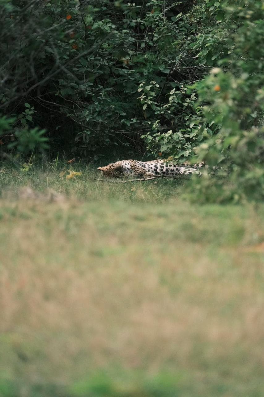 Safari moment 23