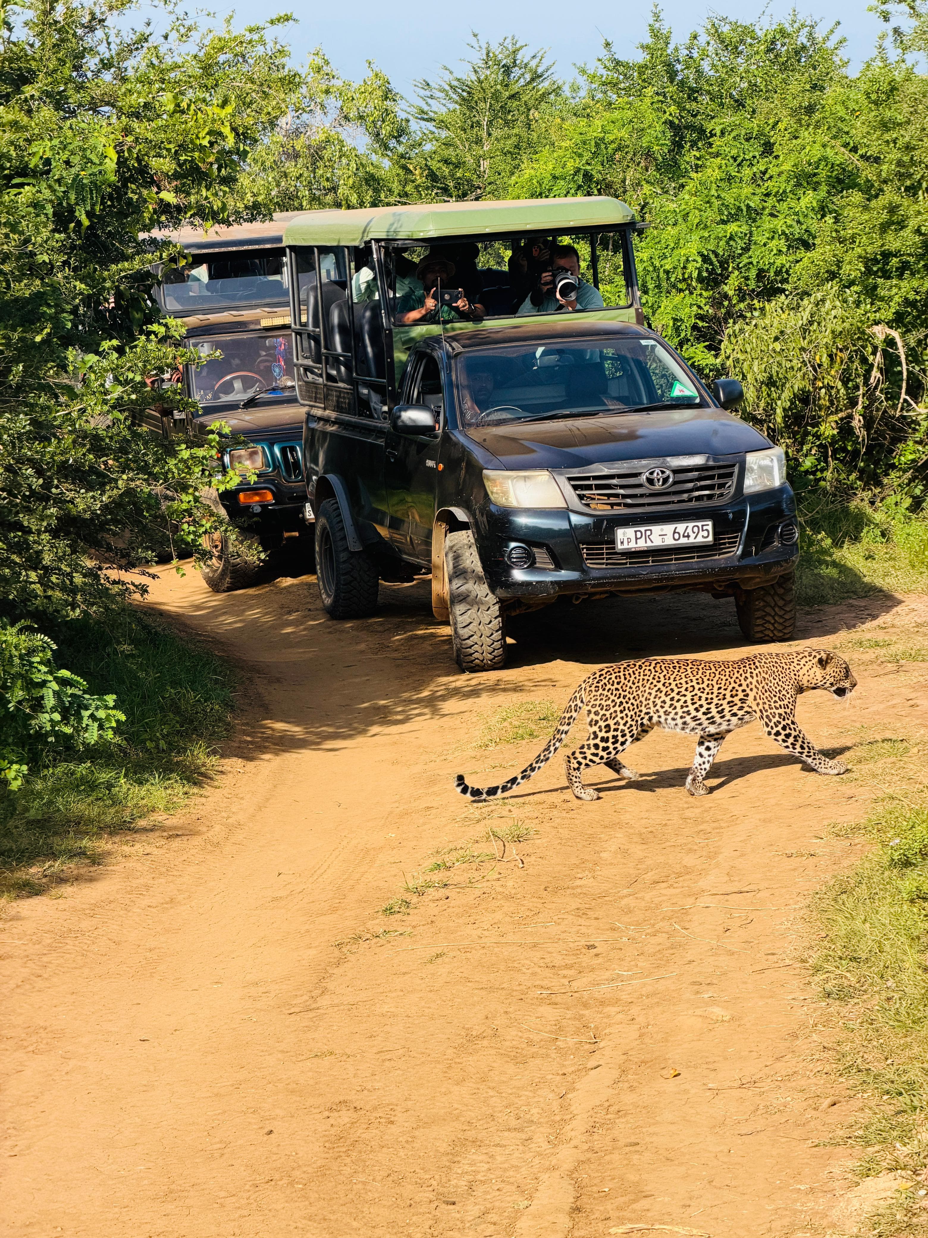 Safari moment 24