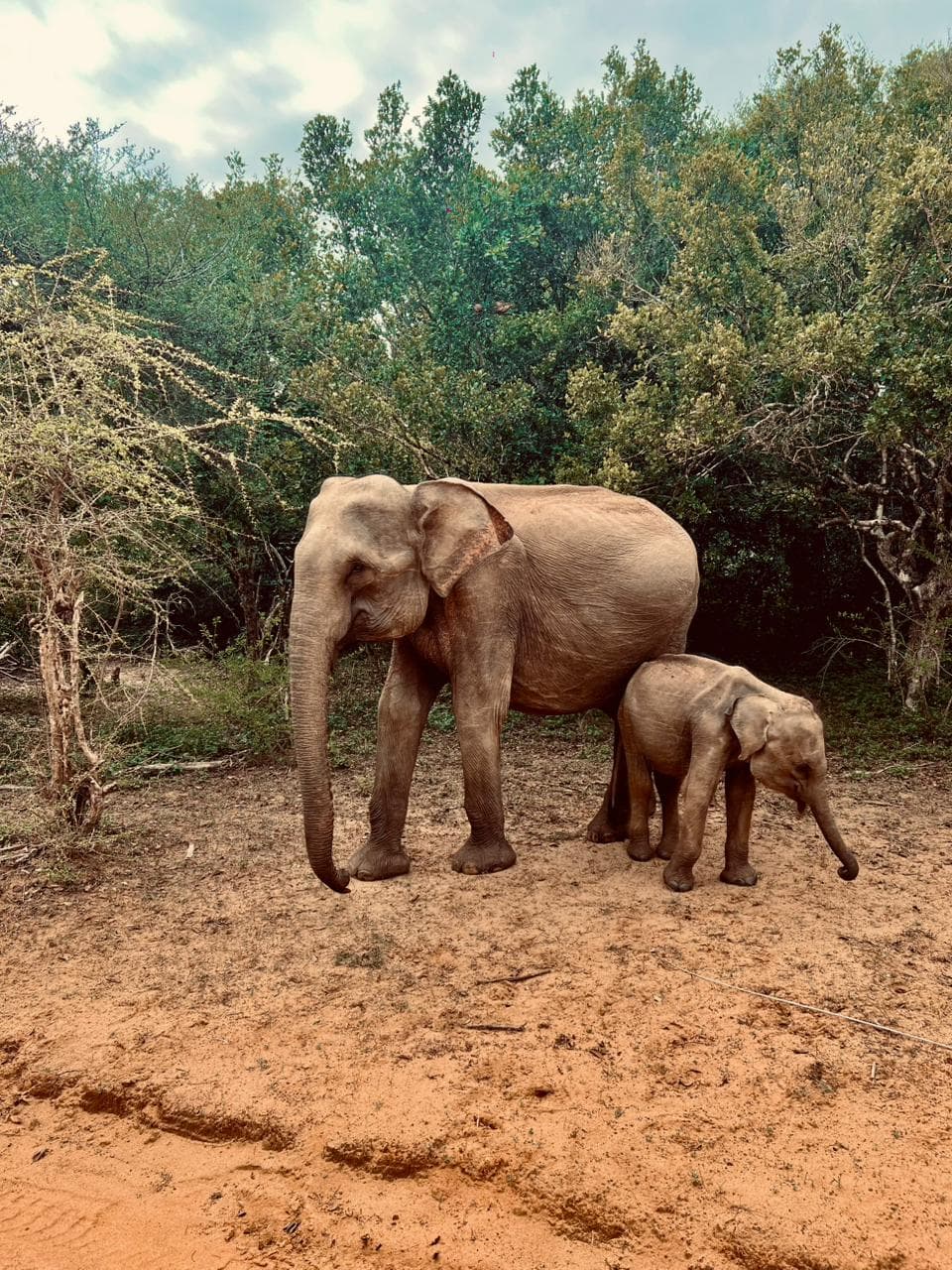 Safari moment 25
