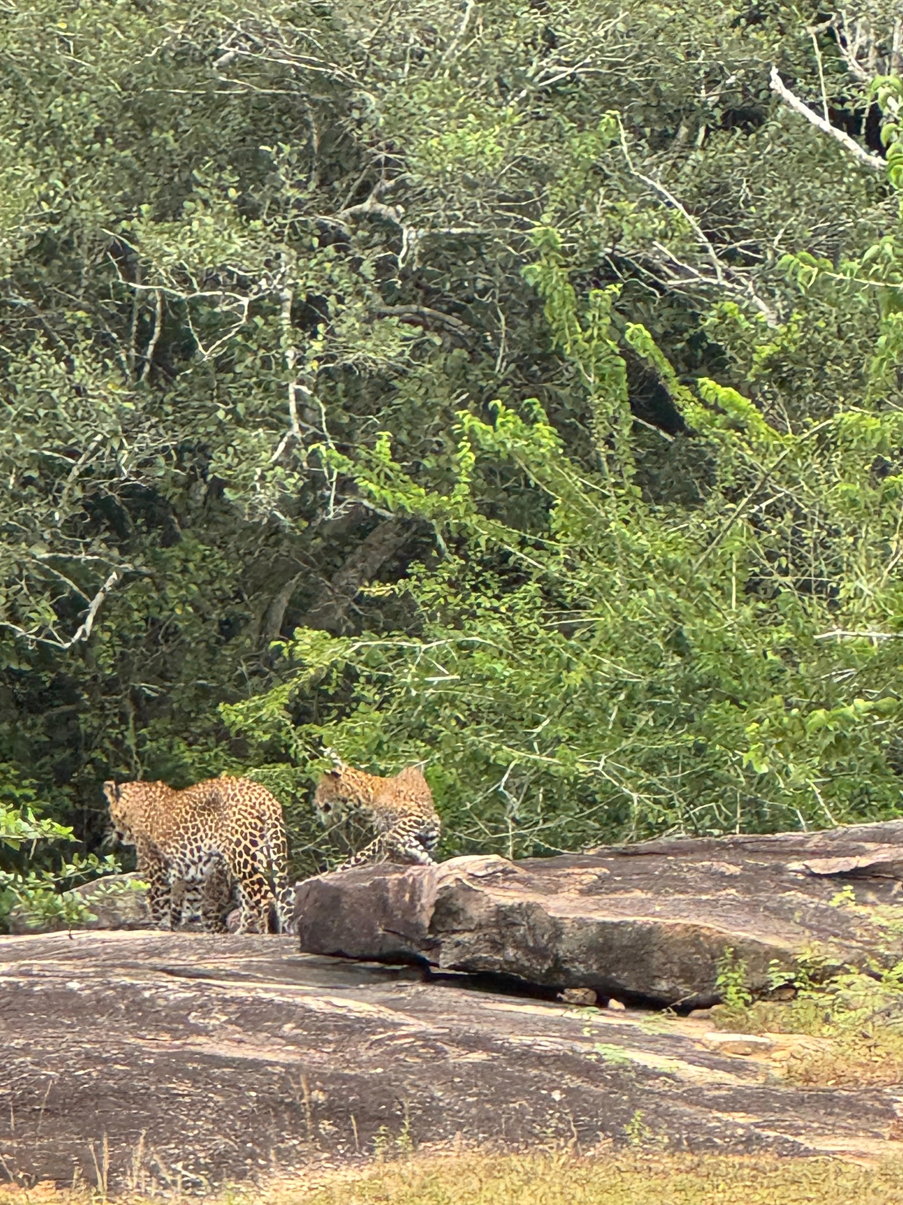 Safari moment 26