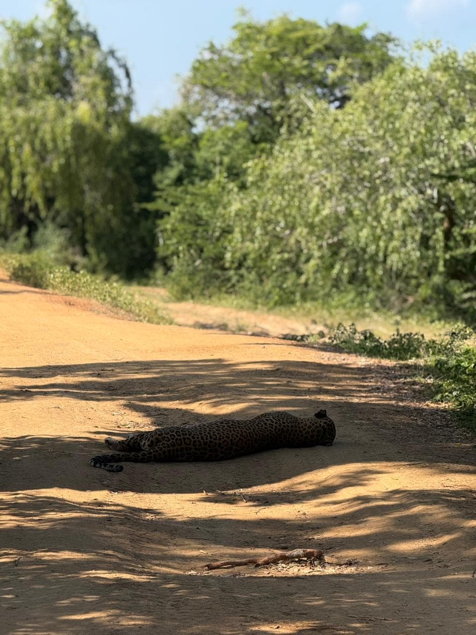 Safari moment 30
