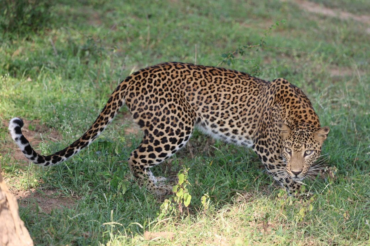 Safari moment 31