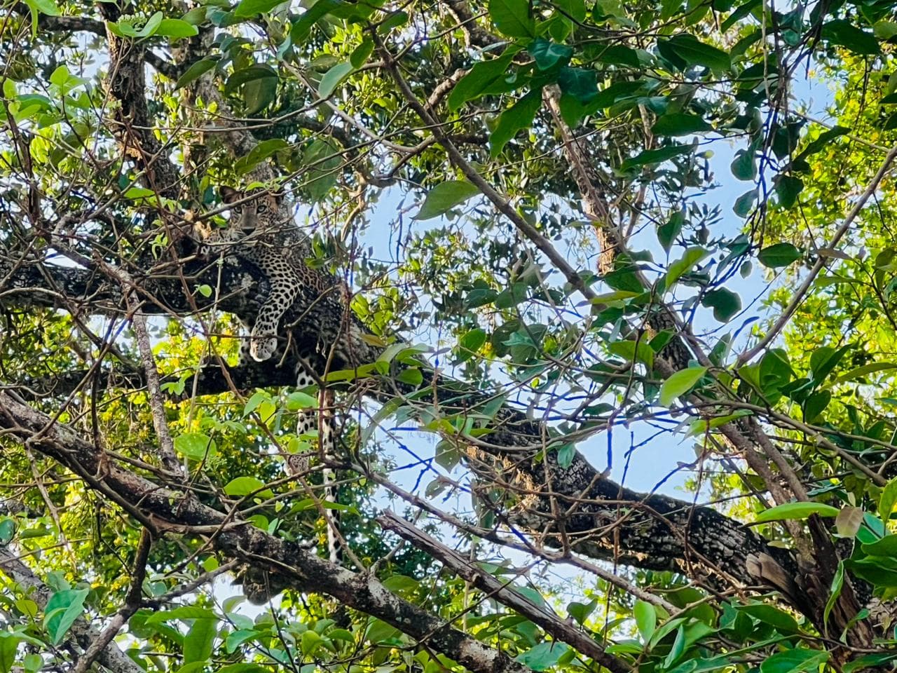 Safari moment 33