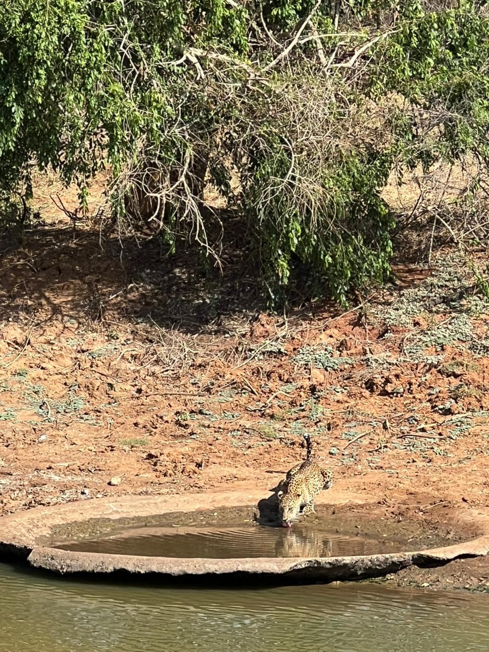 Safari moment 34