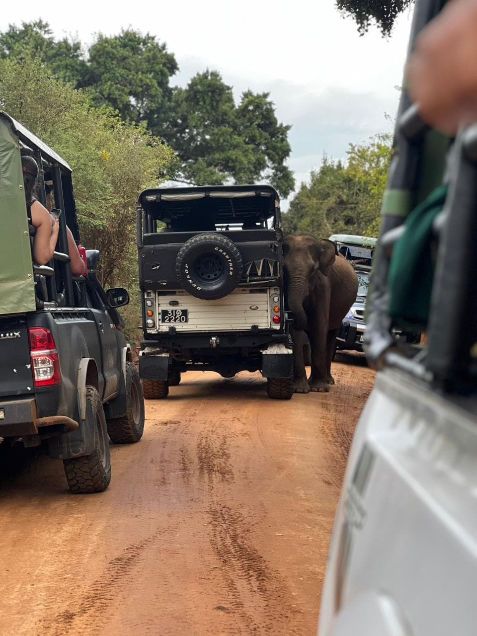 Safari moment 35