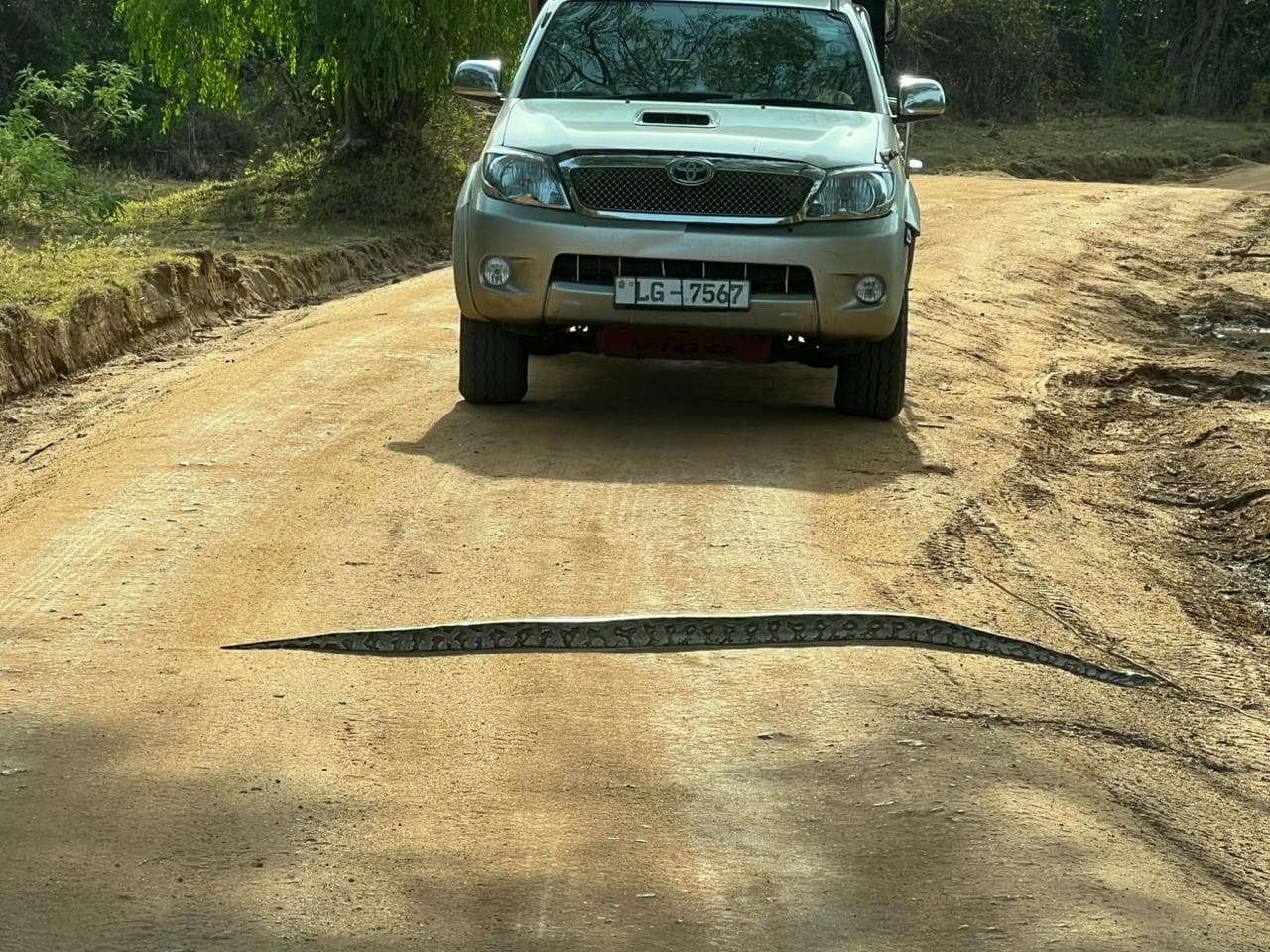 Safari moment 36