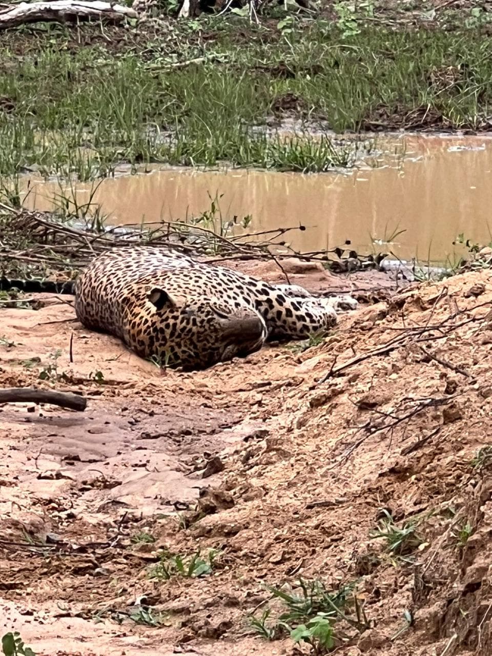Safari moment 38
