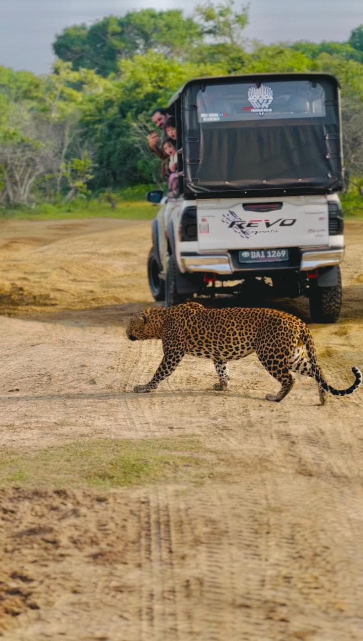 Safari moment 39