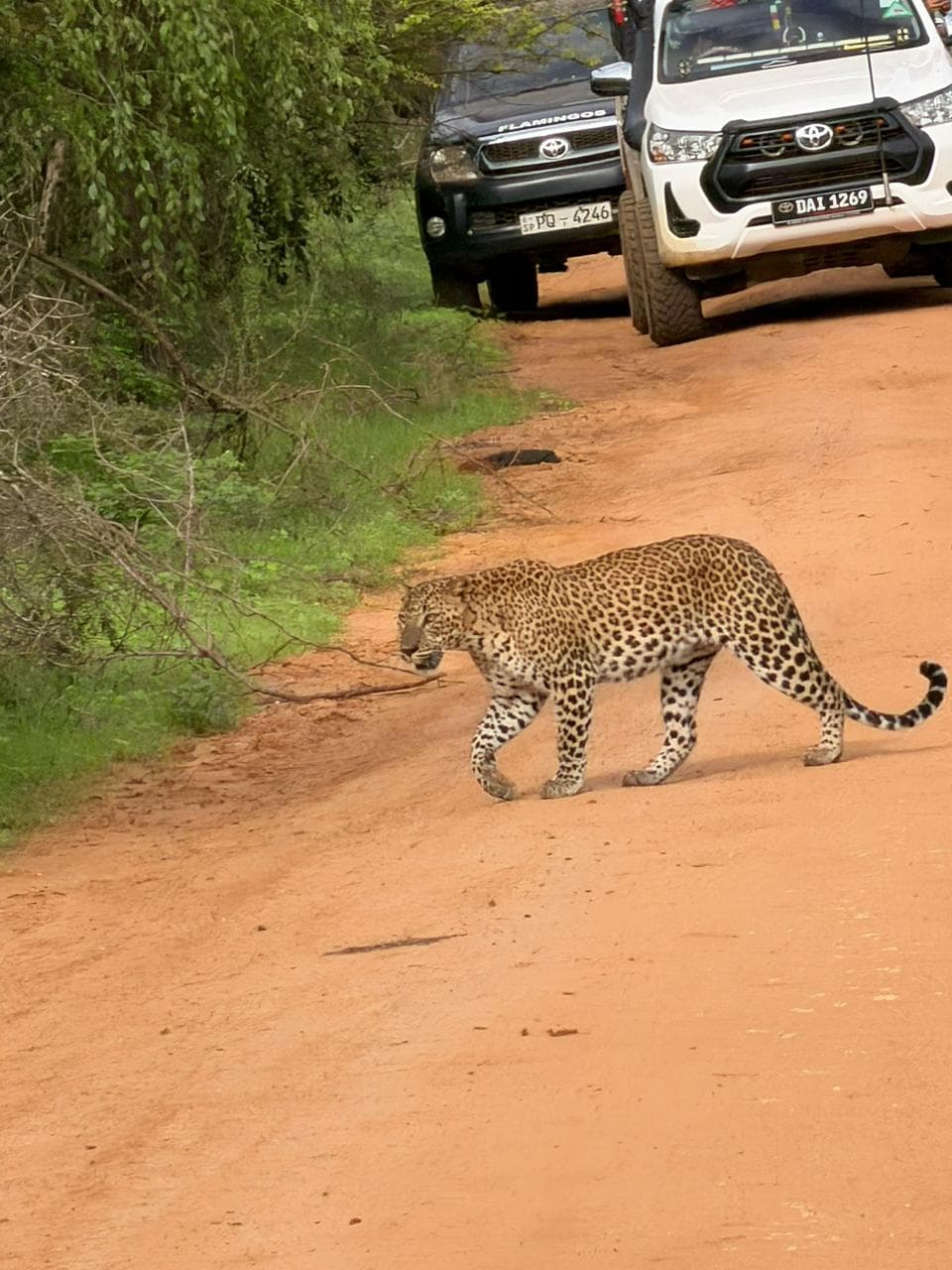 Safari moment 40