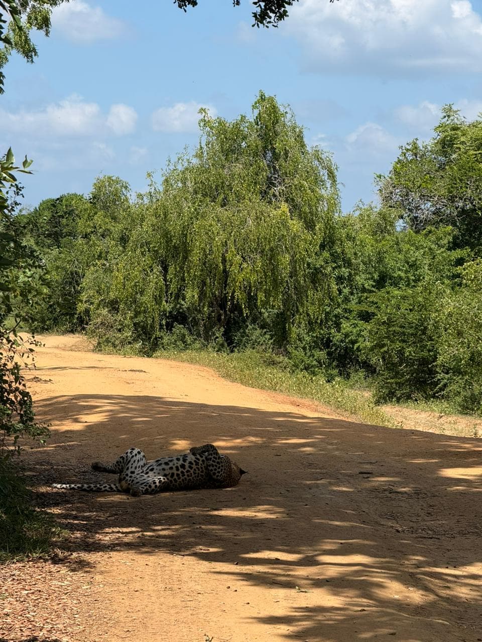 Safari moment 42
