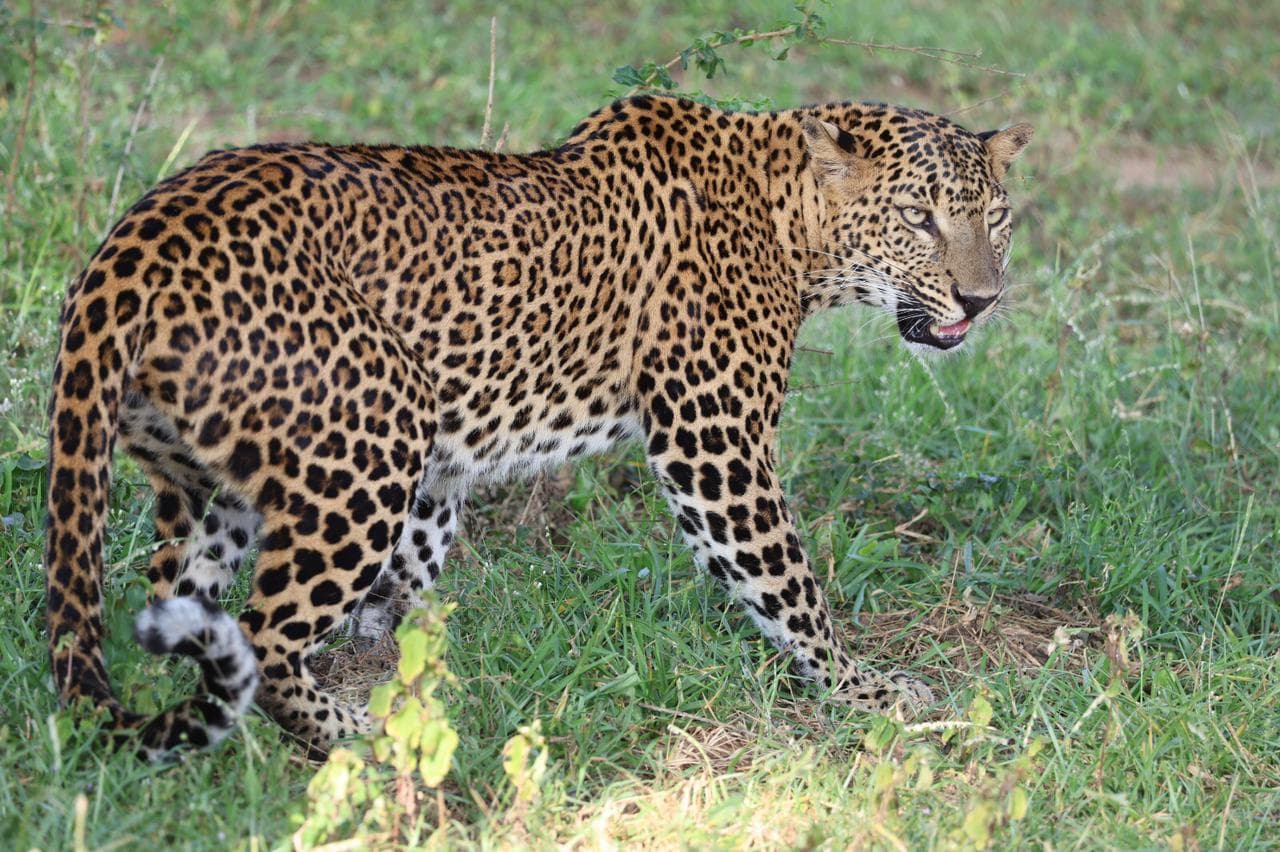 Safari moment 43