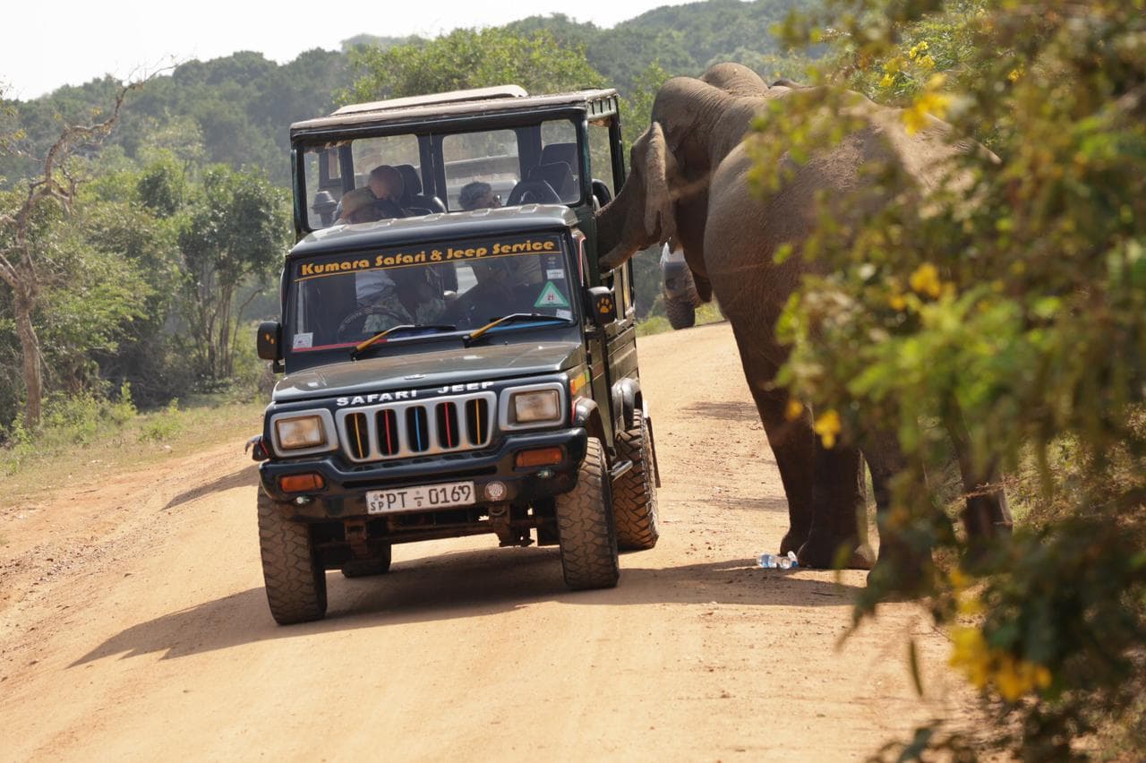 Safari moment 45
