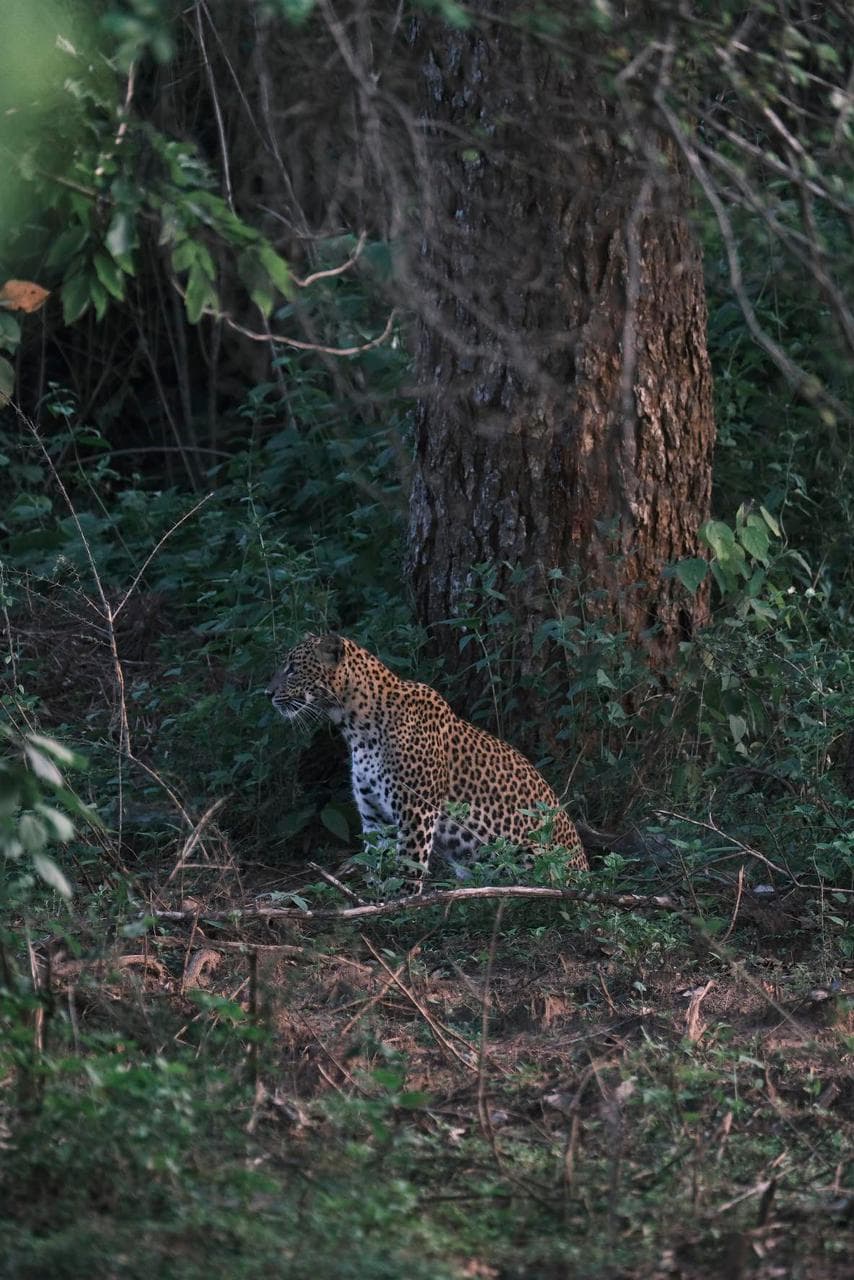 Safari moment 48