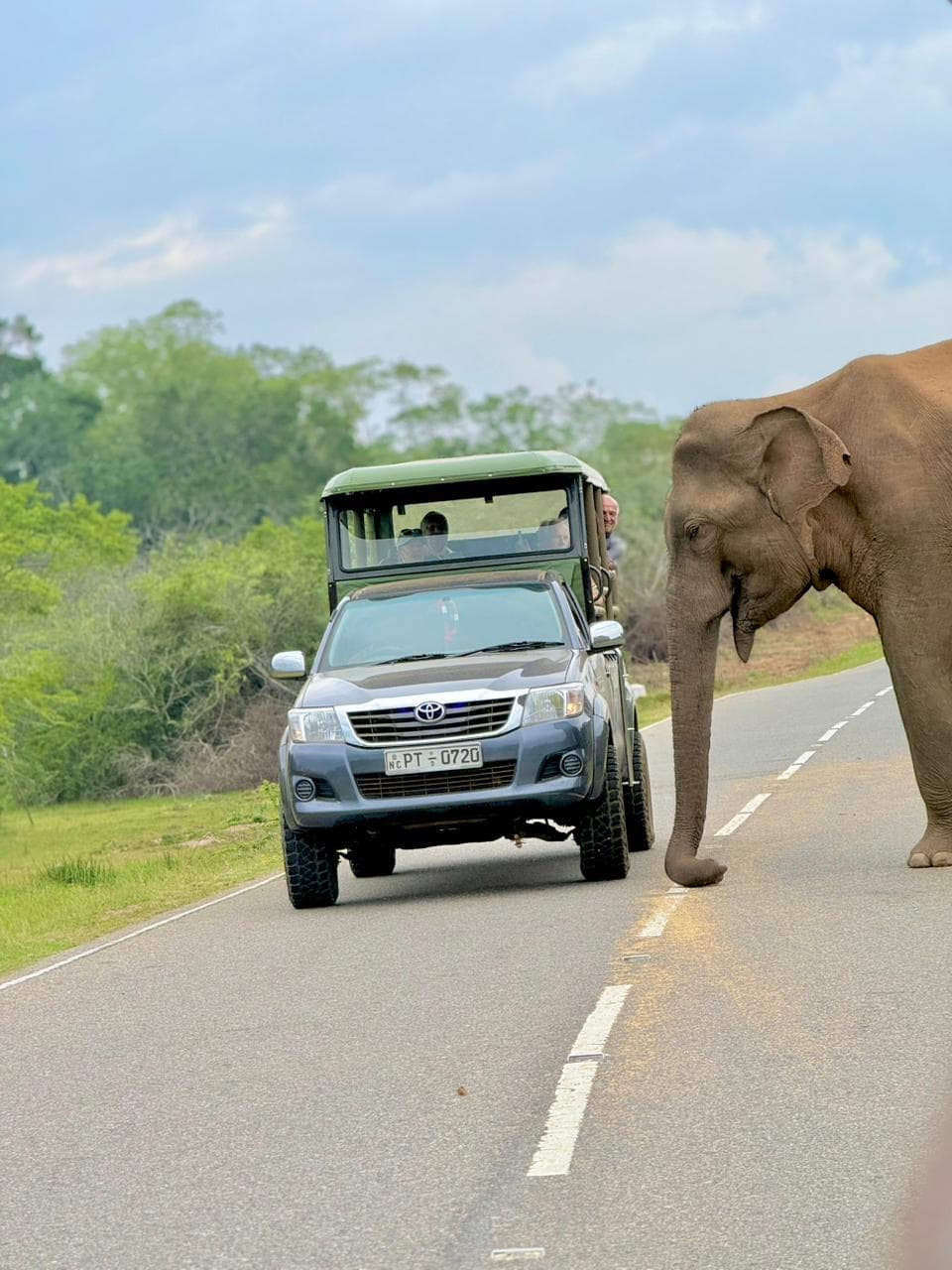 Safari moment 51