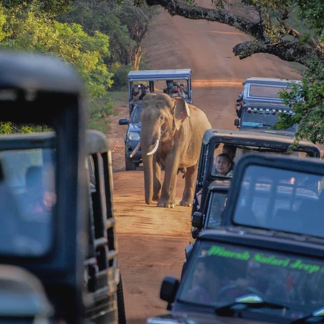 Safari moment 54