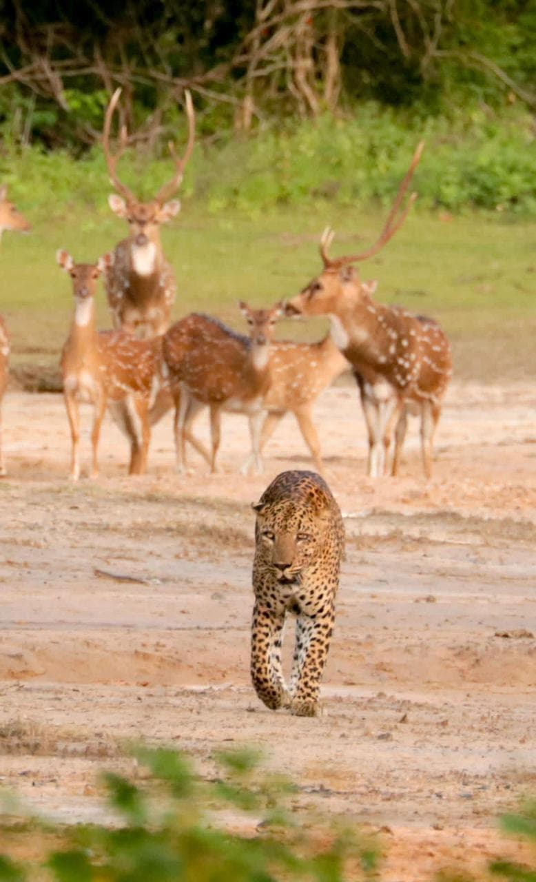 Safari moment 55
