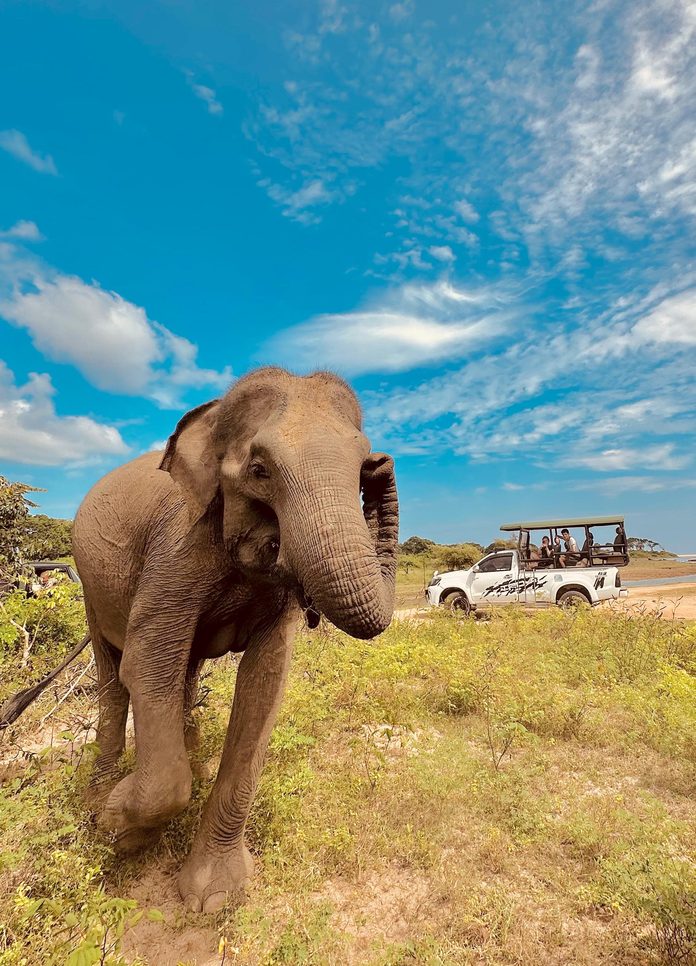 Safari moment 56