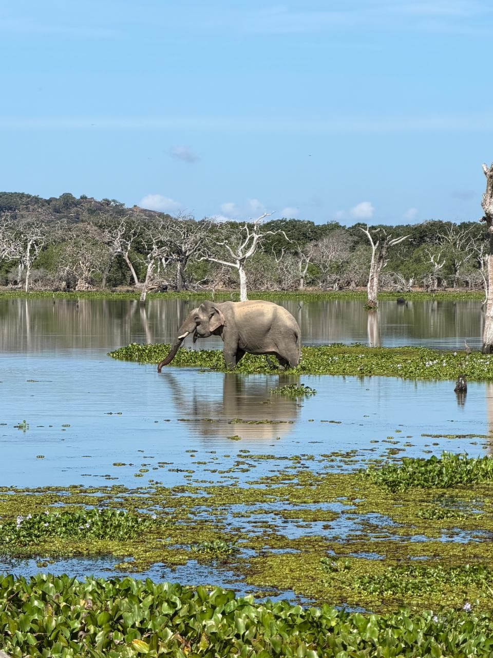 Safari moment 58
