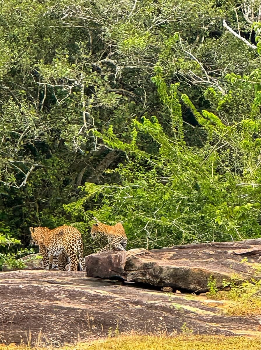 Safari gallery image 23