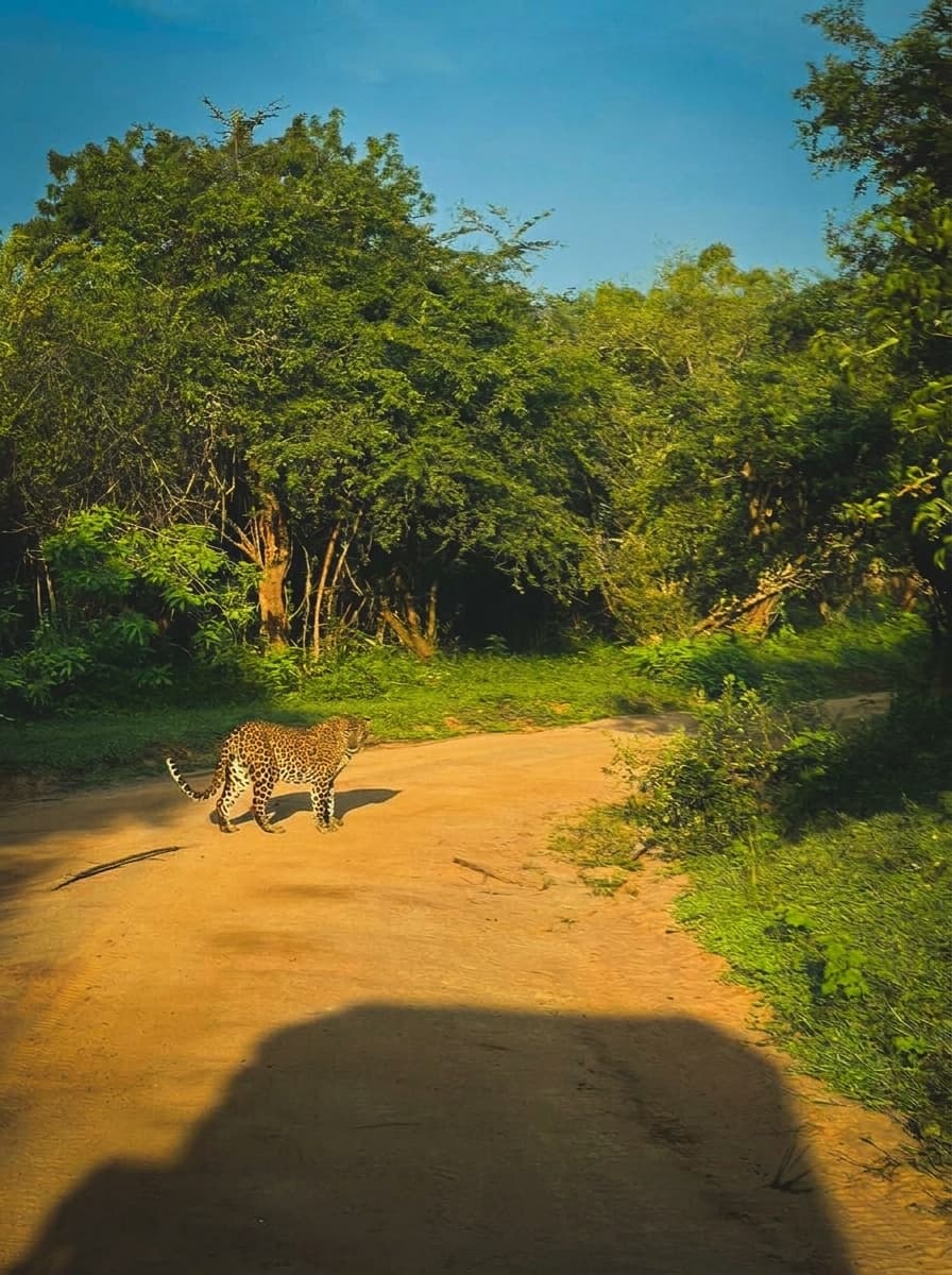 Safari gallery image 12