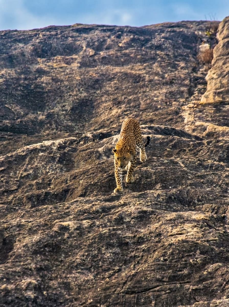 Safari gallery image 14